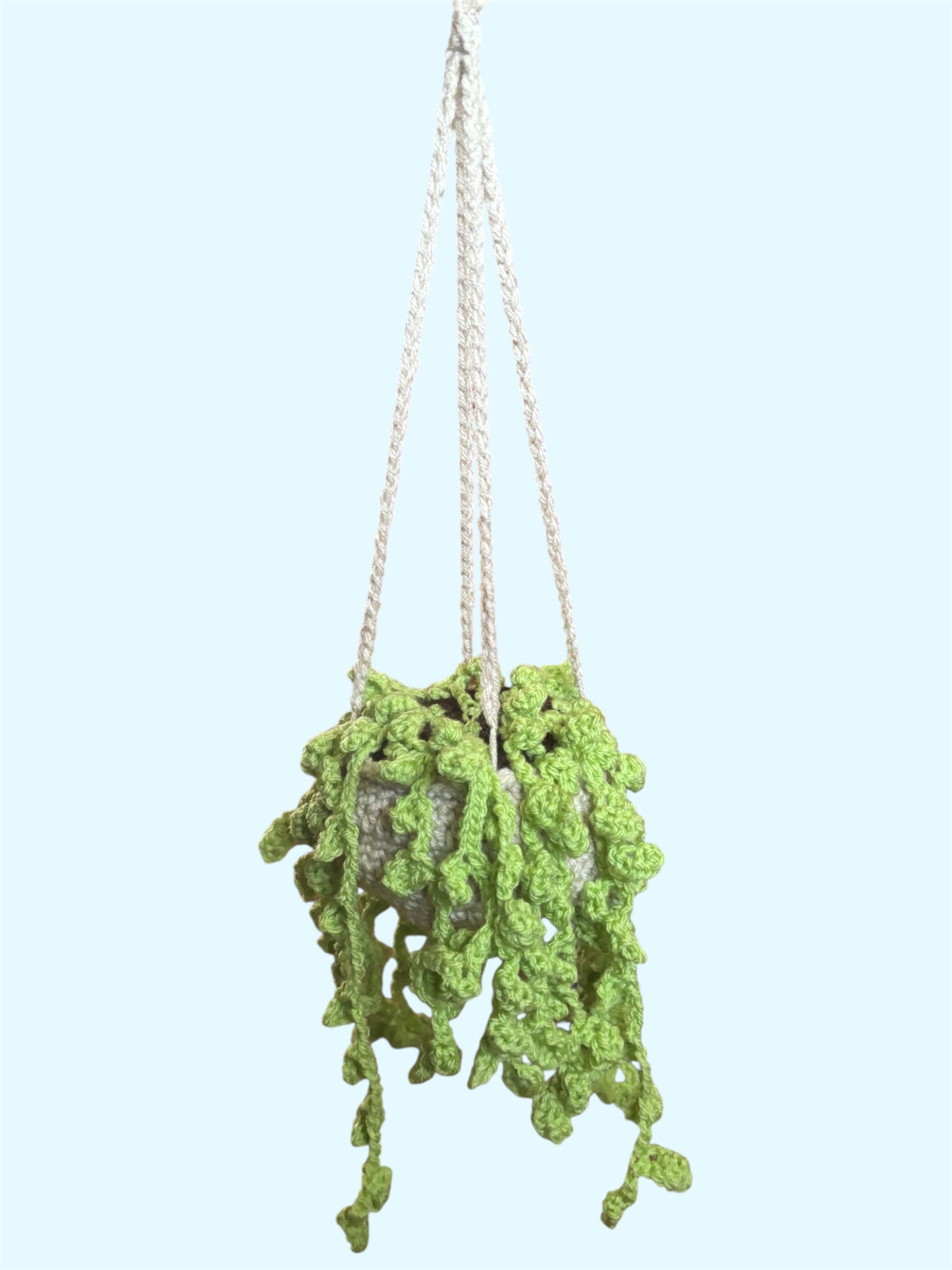 Pearl Hanging Plant (Large)